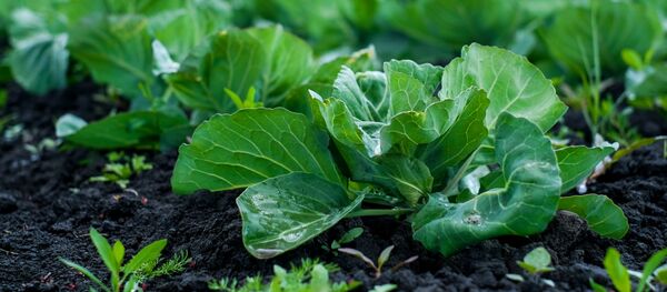 Выращивание капусты - Sputnik Беларусь