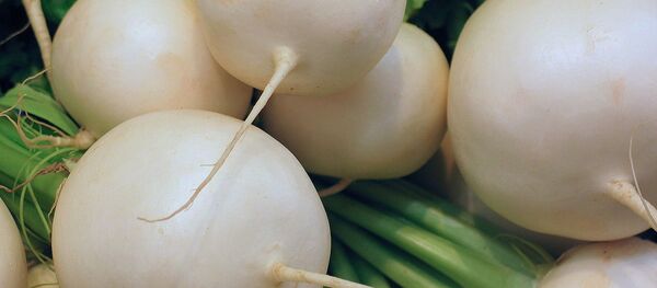 Редька - Sputnik Беларусь