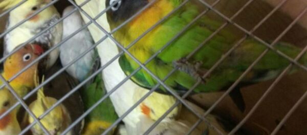 На белорусско-украинской границе задержана крупная партия пернатых - Sputnik Беларусь