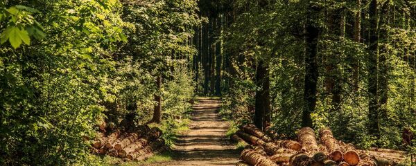 Летний лес, архивное фото - Sputnik Беларусь