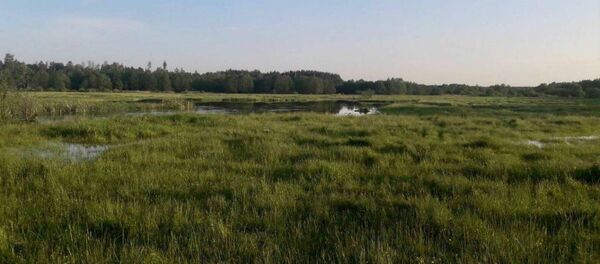 Берег реки Беседь, где утонула девушка - Sputnik Беларусь