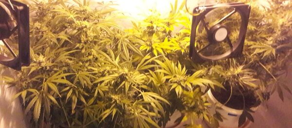 Житель Щучина растил марихуану в подвале своего дома Житель Щучина растил марихуану в подвале своего дома - Sputnik Беларусь