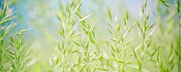 Овсяница луговая Овсяница луговая - Sputnik Беларусь