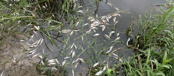 Умершая рыба в Немане - Sputnik Беларусь