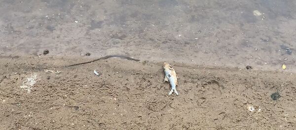 Такого еще не было – берега Немана в Гродно усыпаны мертвой рыбой - Sputnik Беларусь