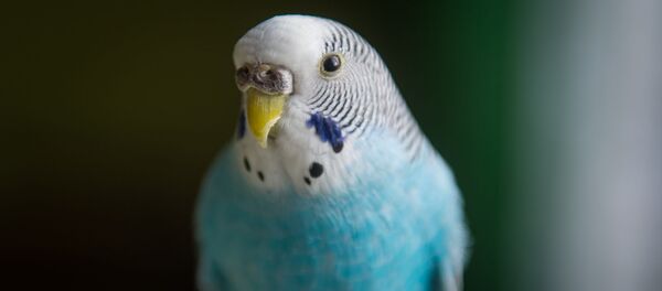 Волнистый попугайчик Филиппина - Sputnik Беларусь