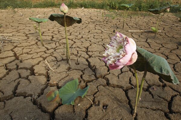 Цветы лотоса увядают в сухой потрескавшейся земле пустого пруда в Пномпене, Камбоджа - Sputnik Беларусь