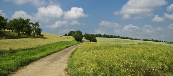 Дорога в поле - Sputnik Беларусь