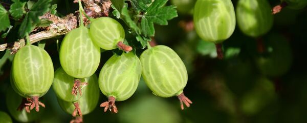 Крыжовник - Sputnik Беларусь