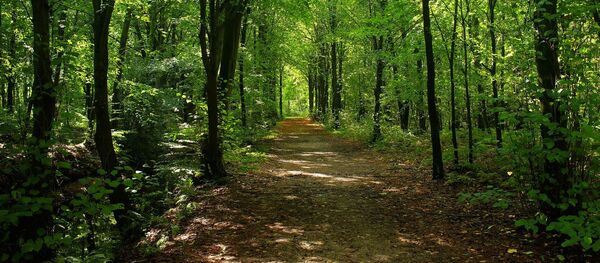 Дорожка в лесу - Sputnik Беларусь