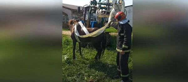 Спасатели показали, как доставали упавшую в колодец лошадь - Sputnik Беларусь