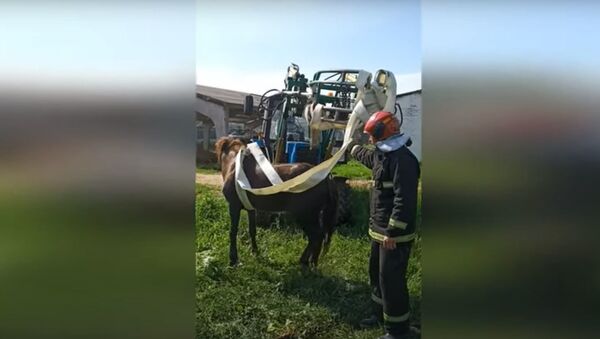 Спасатели показали, как доставали упавшую в колодец лошадь - Sputnik Беларусь