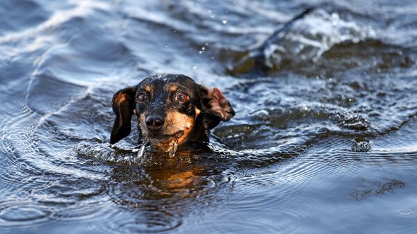 Собака в воде - Sputnik Беларусь