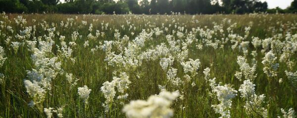 Жаркое лето - Sputnik Беларусь