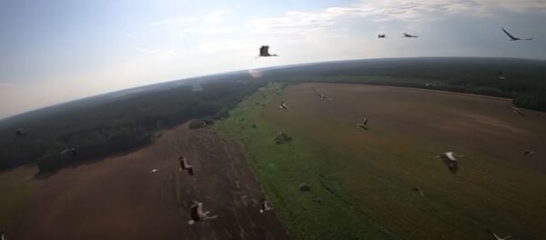 Белорус снял на видео полет аистов с дрона - Sputnik Беларусь