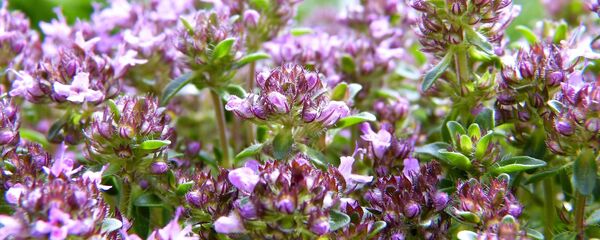 Чабрец, архивное фото - Sputnik Беларусь