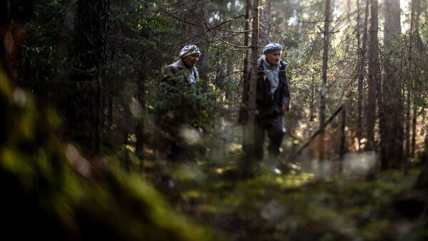 Грибники в лесу, архивное фото - Sputnik Беларусь