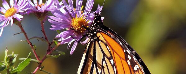 Бабочка на цветке - Sputnik Беларусь