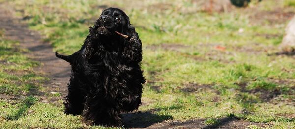 Английский кокер-спаниель - Sputnik Беларусь