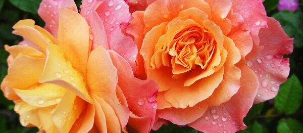 Роза после дождя, архивное фото Роза после дождя, архивное фото - Sputnik Беларусь