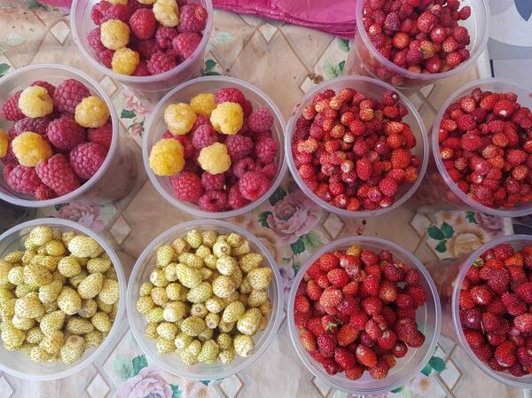 Лисички и первая черника: за чем идти на Комаровку перед выходными - Sputnik Беларусь