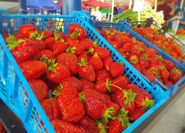 Лисички и первая черника: за чем идти на Комаровку перед выходными - Sputnik Беларусь