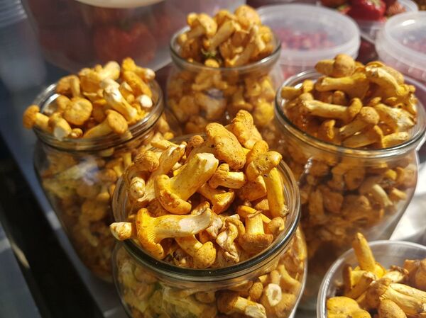 Лисички и первая черника: за чем идти на Комаровку перед выходными - Sputnik Беларусь