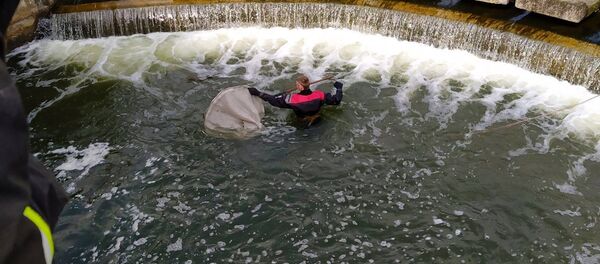 Сотрудник МЧС спасает утят - Sputnik Беларусь