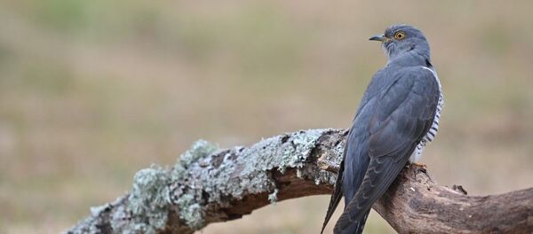 Кукушка Кукушка - Sputnik Беларусь