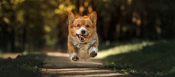 Первая собака породы вельш-корги пемброк на службе в российской полиции. Архивное фото - Sputnik Беларусь