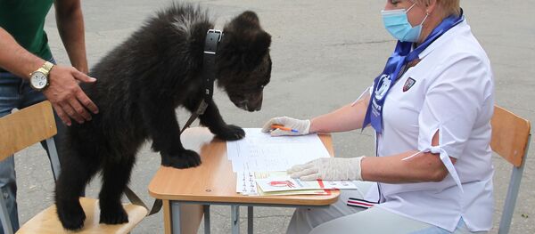 Медвежонка привели на участок для голосования в Алтайском крае Медвежонка привели на участок для голосования в Алтайском крае - Sputnik Беларусь