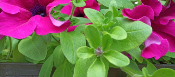 Петуния - один из самых обильно и долго цветущих однолетников Петуния - один из самых обильно и долго цветущих однолетников - Sputnik Беларусь