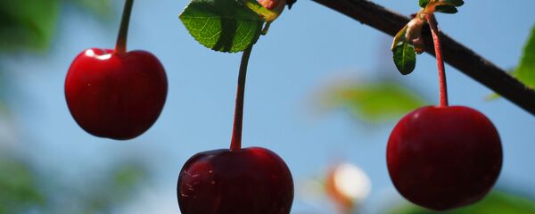 Вишня в саду, архивное фото - Sputnik Беларусь