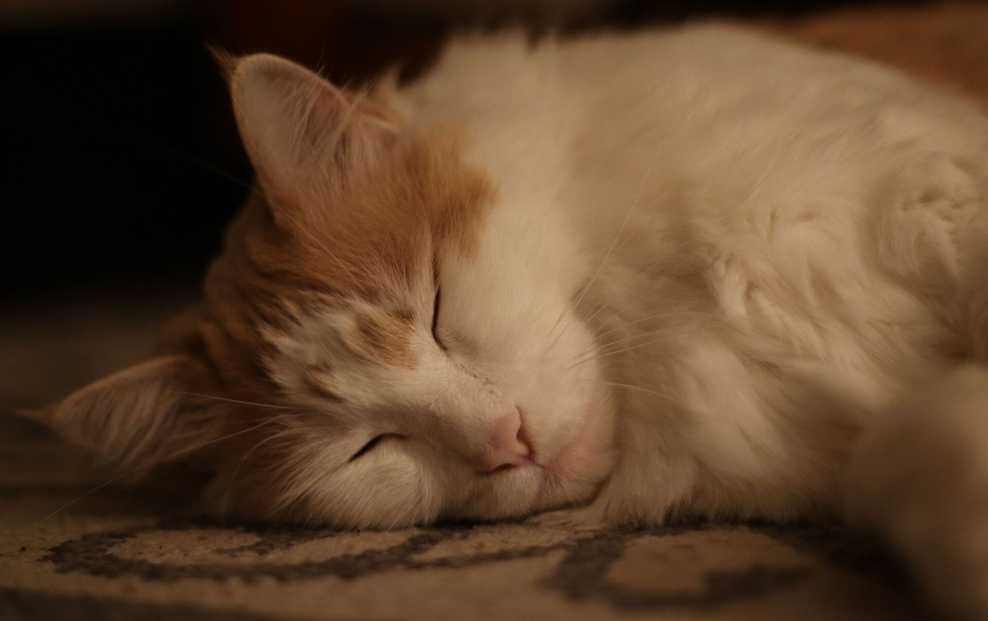 Умер самый старый кот в мире - 03.07.2020, Sputnik Беларусь