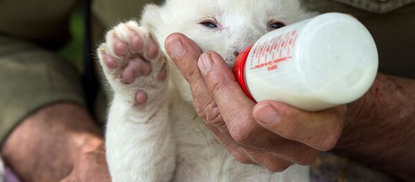 Детеныш белого льва в заповеднике Севильи, Испания - Sputnik Беларусь