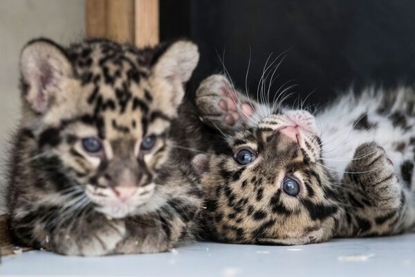 Детеныши леопарда в зоопарке Мюлуз, Франция - Sputnik Беларусь