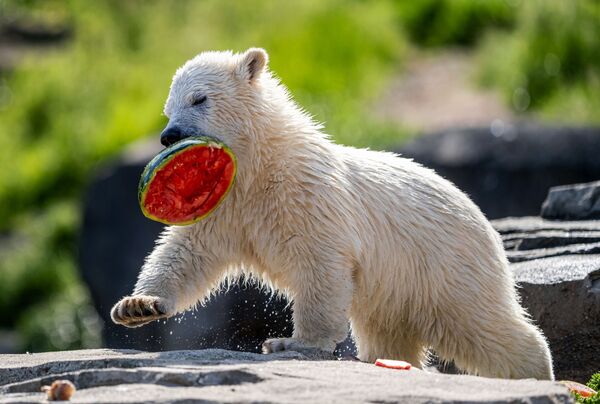 Медвежонок с арбузом в вольере зоопарка в Ганновере, Германия  - Sputnik Беларусь