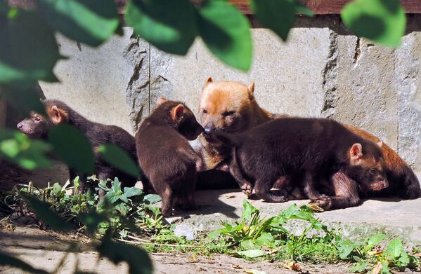 Самка кустарниковой собаки по кличке Фрея со своими детенышами в вольере Московского зоопарка - Sputnik Беларусь