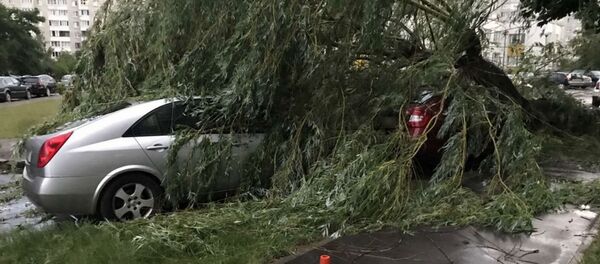 Ветер повалил деревья в Брестской области - Sputnik Беларусь