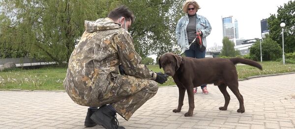 Когда пассажир кусается: прививки, спецодежда и дезинфекция в зоотакси - Sputnik Беларусь