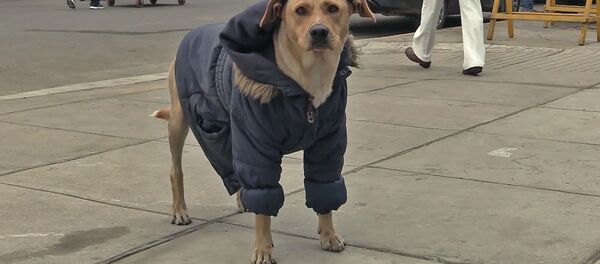 До слез: собака ждет своего хозяина у дверей больницы - Sputnik Беларусь